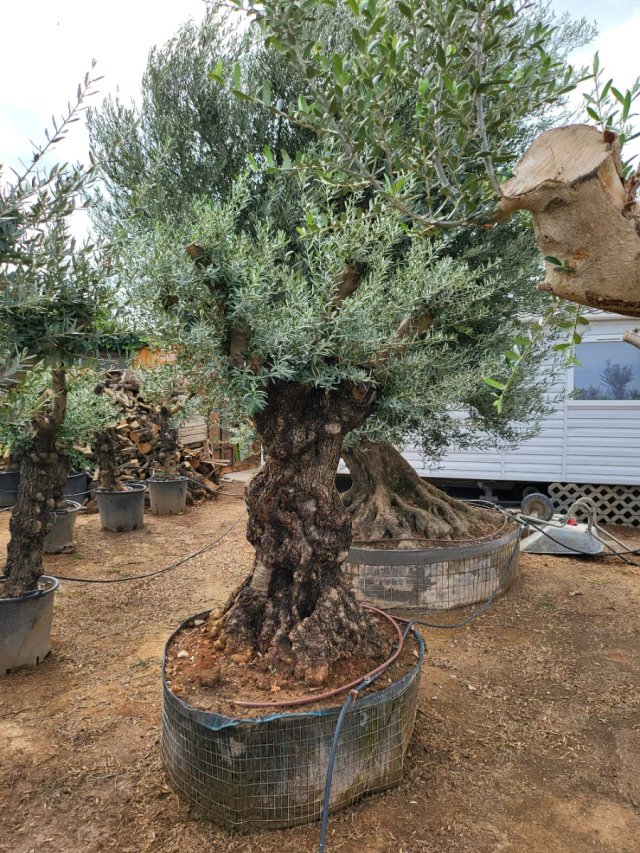OLIVOS para su jardín