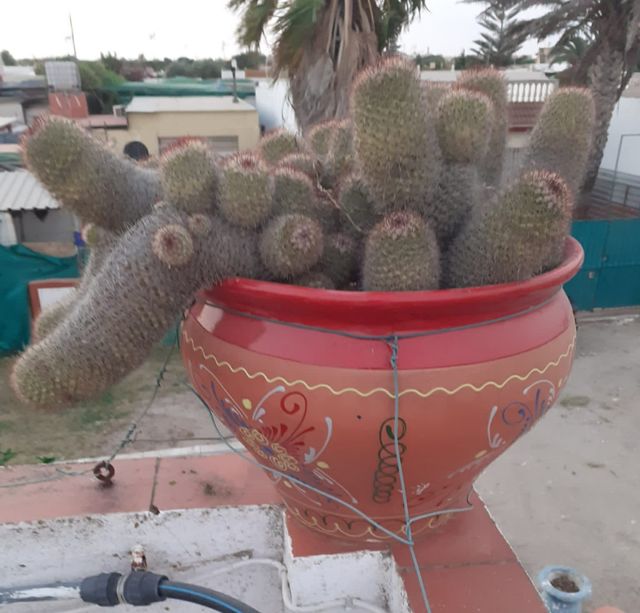 Cactus mamillaria de más de 30 años con maceton