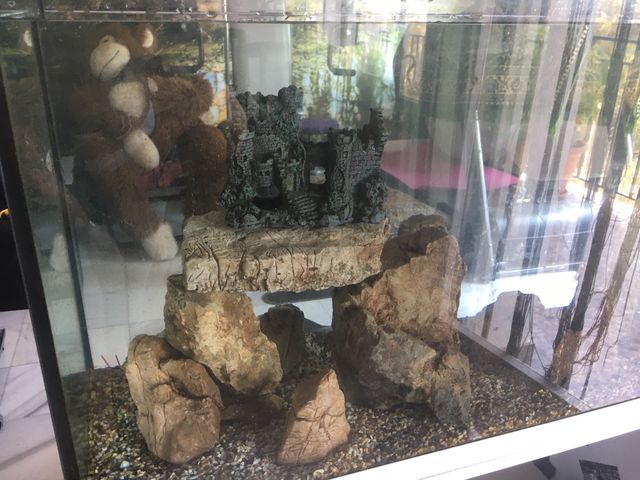 Decoración acuario NEGOCIABLE
