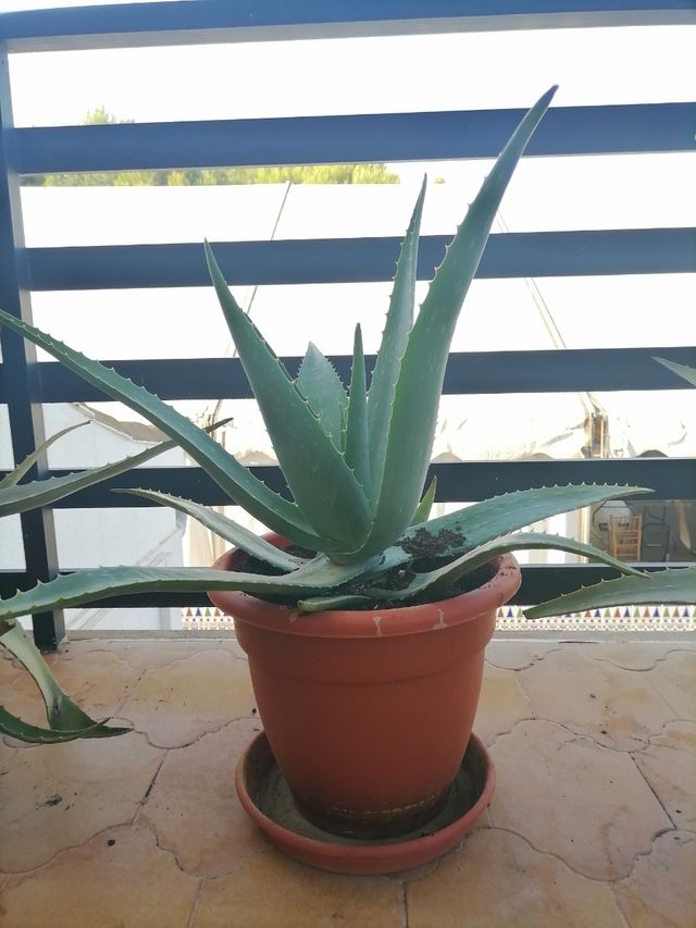 plantas aloe