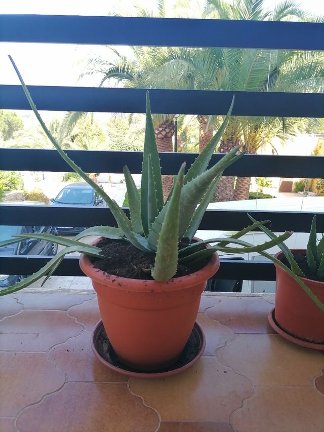 plantas aloe