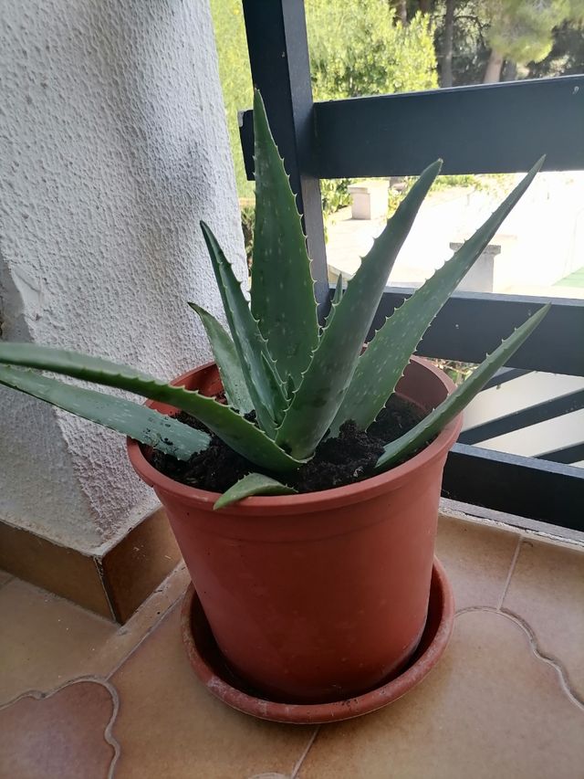 plantas aloe