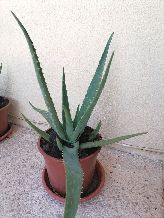 plantas aloe