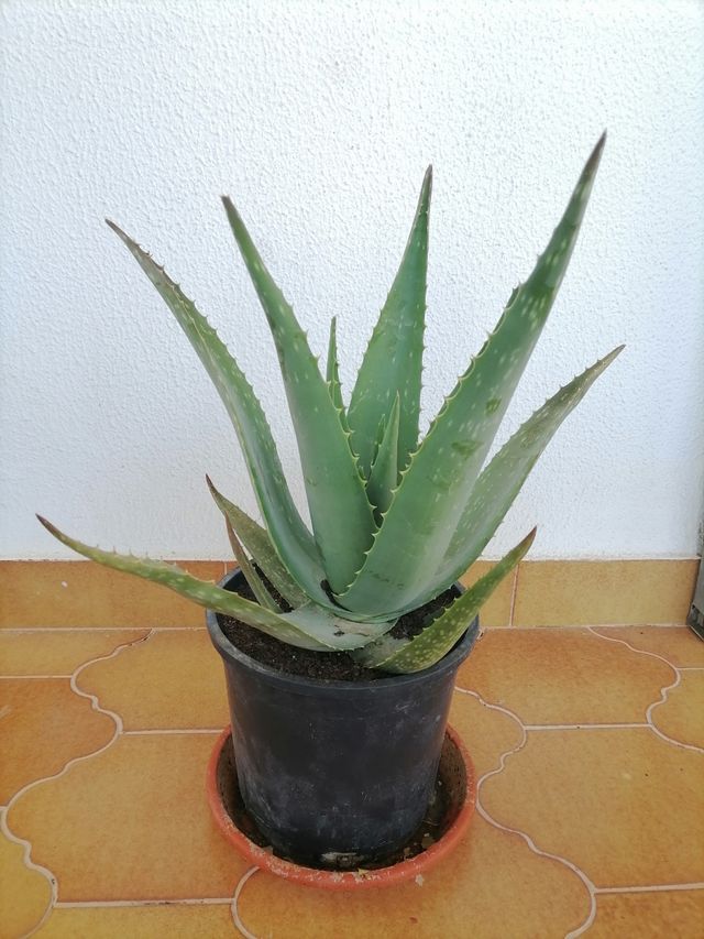 plantas aloe