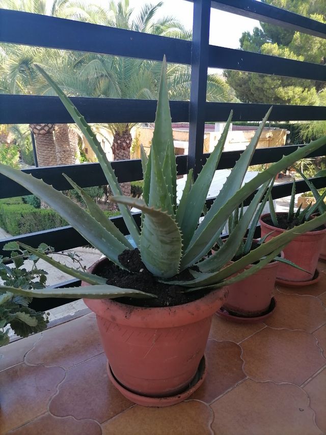 plantas aloe