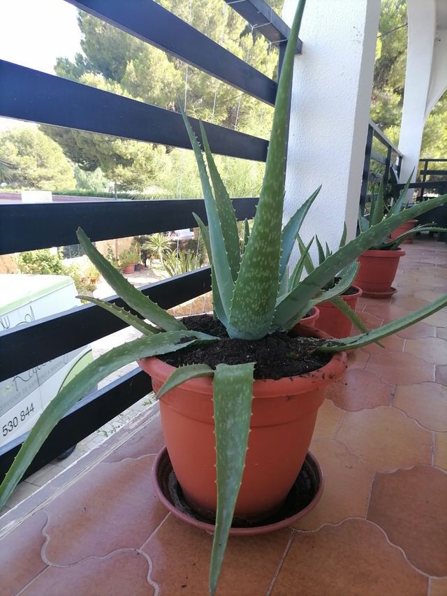 plantas aloe