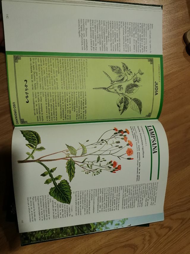 Guía práctica de las plantas medicinales