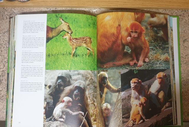 1000 CRÍAS DE ANIMALES NGV