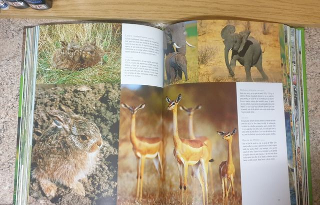 1000 CRÍAS DE ANIMALES NGV