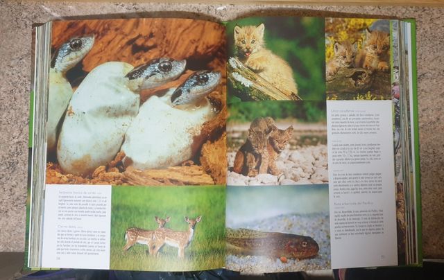 1000 CRÍAS DE ANIMALES NGV