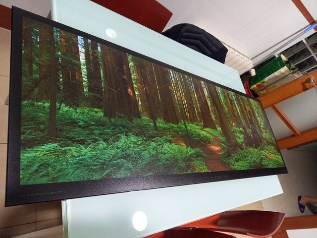 Cuadro de SEQUOIAS 150×51 ×8