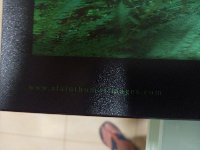 Cuadro de SEQUOIAS 150×51 ×8