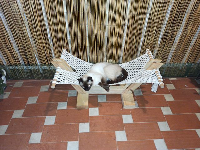 Hamaca para gato