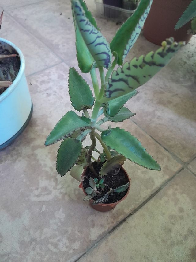 7 plantas suculentas