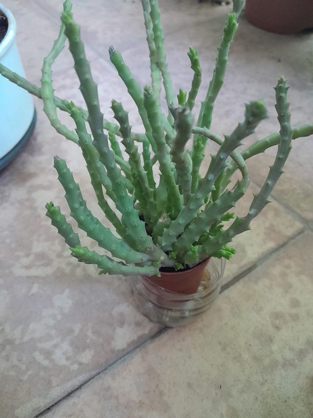 7 plantas suculentas