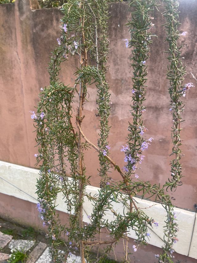 Planta Romero. Sin maceta