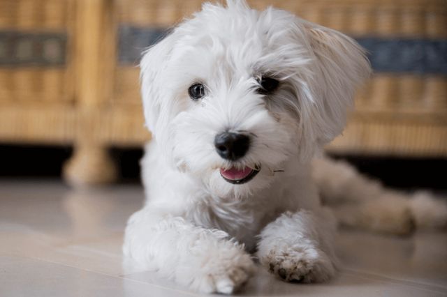 Blanquejador de llagrimals de mascotes My Eyes