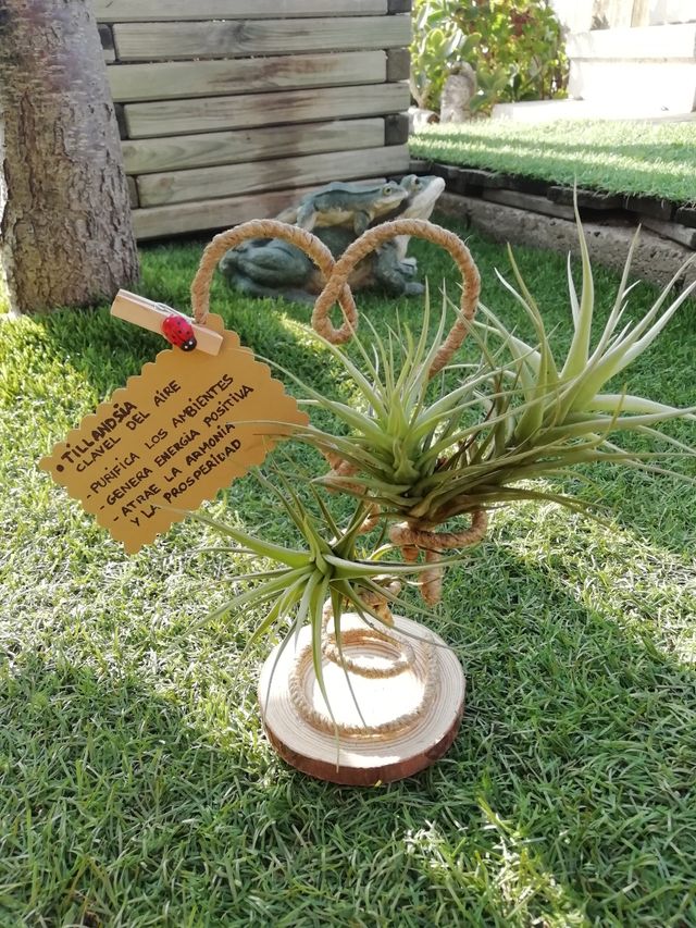 Tillandsia (clavel del aire)