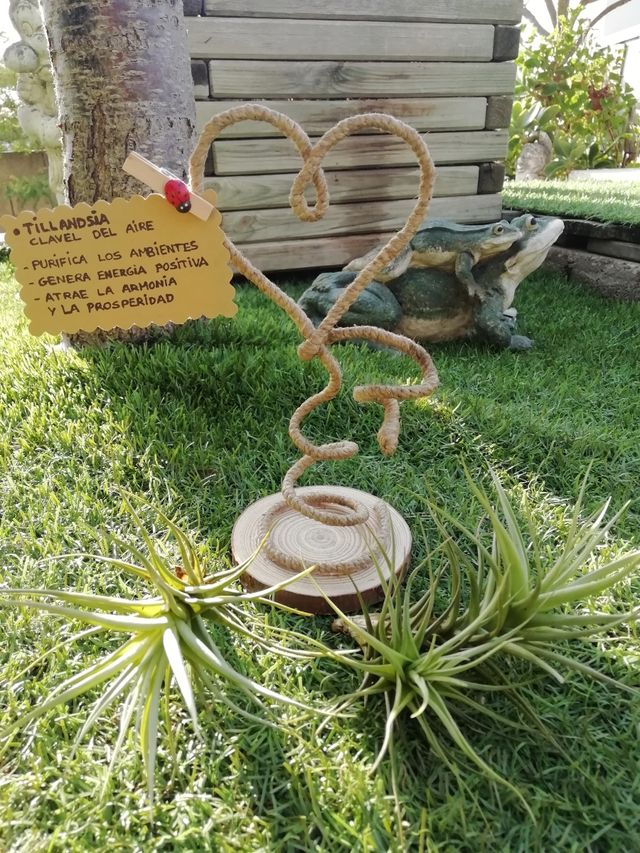 Tillandsia (clavel del aire)