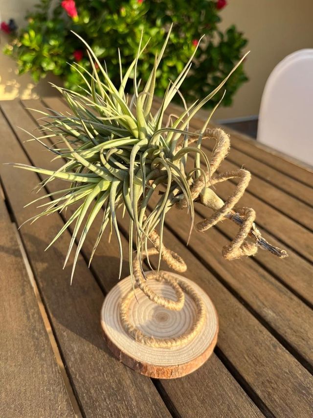Tillandsia (clavel del aire)
