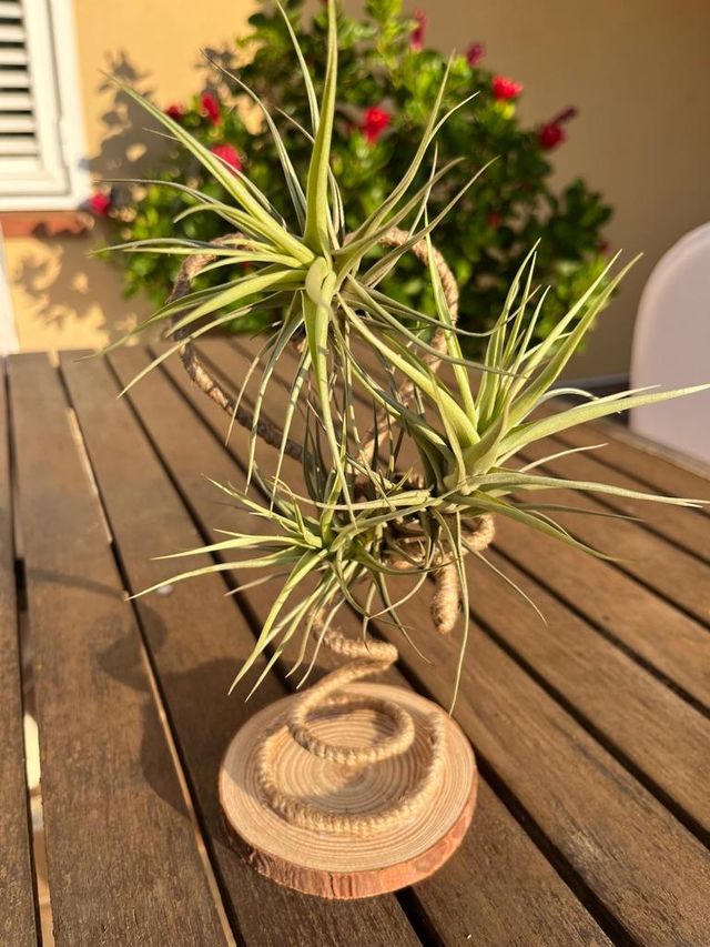 Tillandsia (clavel del aire)