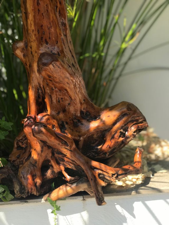 DIOS DE LA LONGEVIDAD