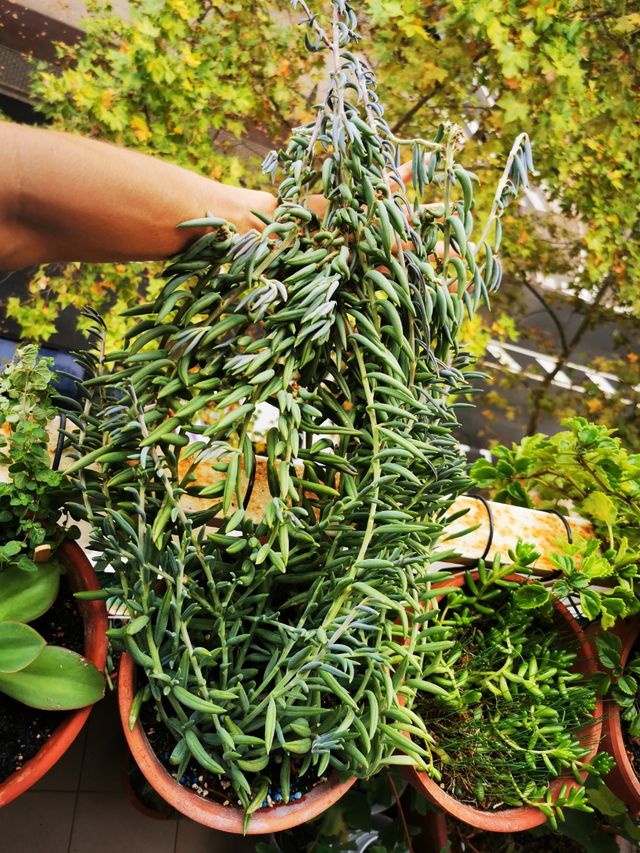 Planta de crasas. suculenta