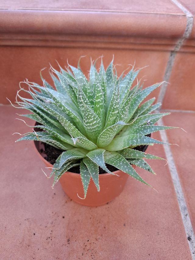 Aloe Aristata