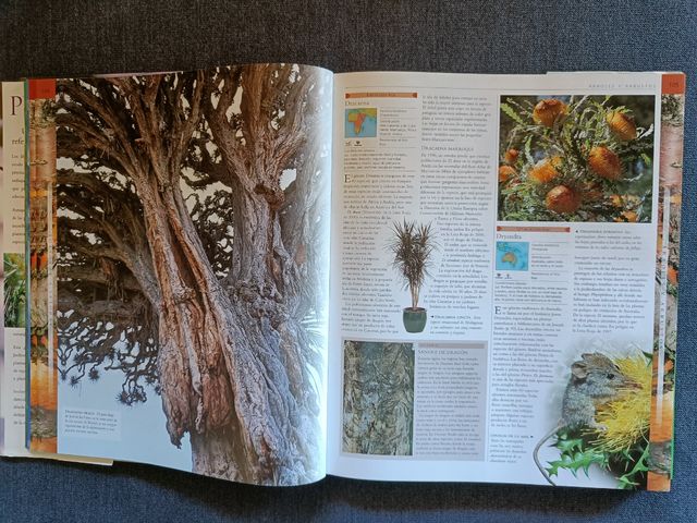 Planta - Janet Marinelli