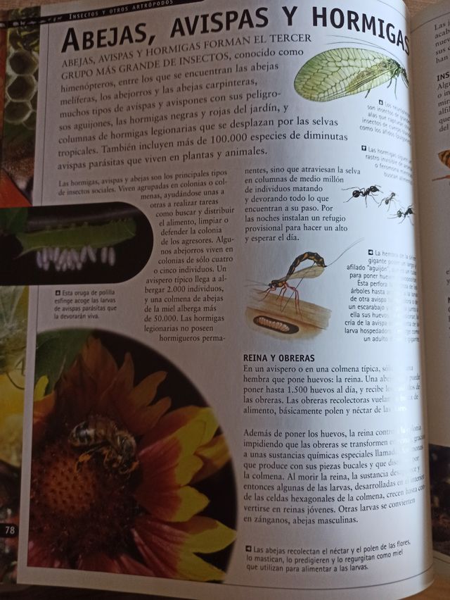 el mundo de los animales y libro de los di