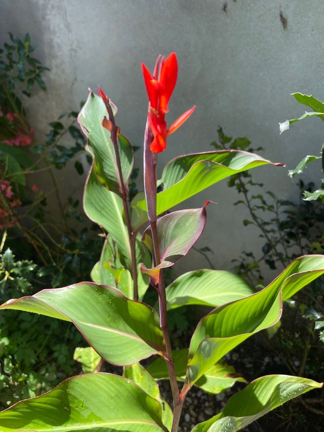 Planta. Canna indica. Lirio