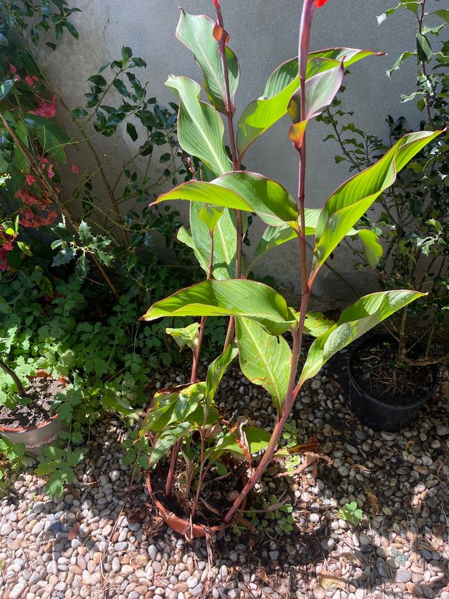 Planta. Canna indica. Lirio