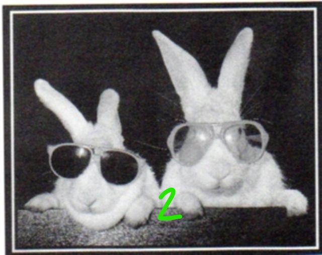 QUADRETTO IN CARTONCINO con coniglietti cm 24x30