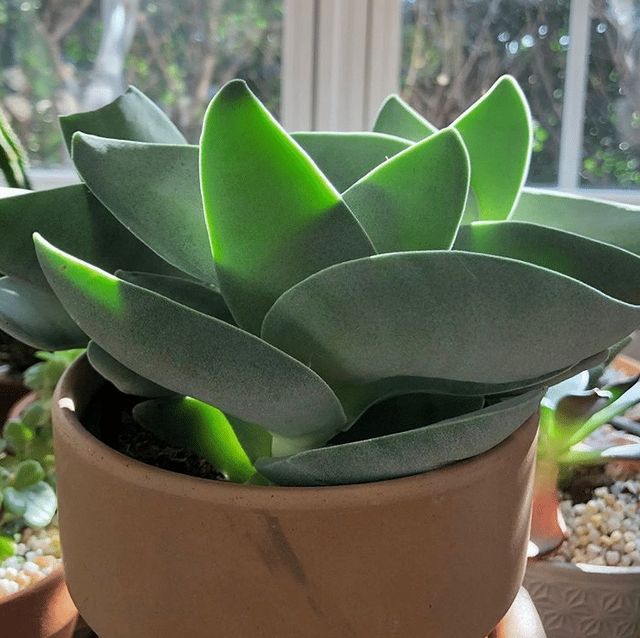 Esqueje de Crassula PERFOLIATA / FALCATA