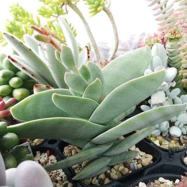 Esqueje de Crassula PERFOLIATA / FALCATA