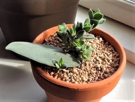 Esqueje de Crassula PERFOLIATA / FALCATA