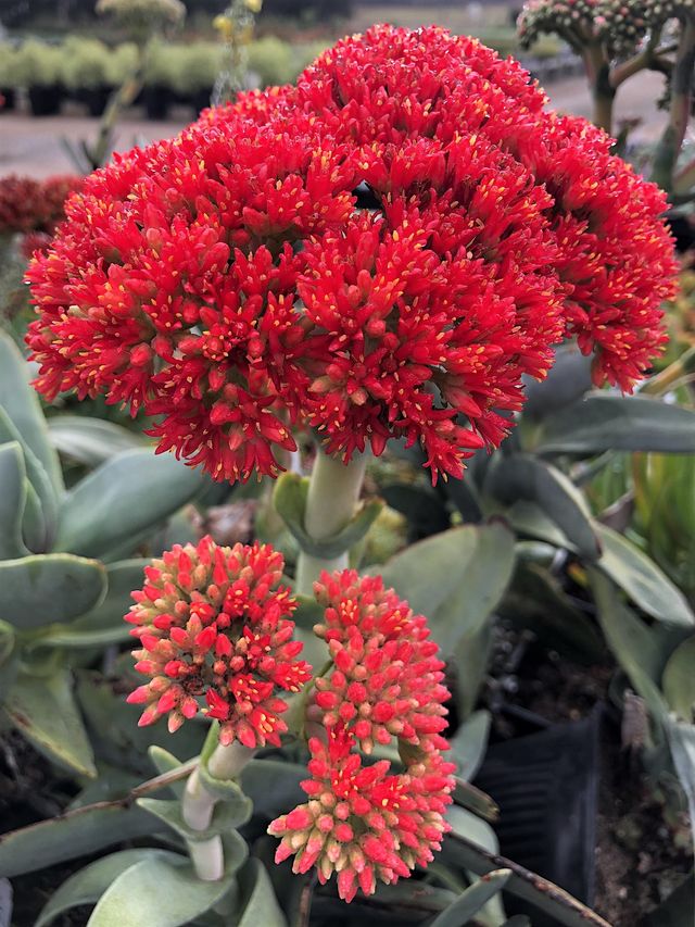 Esqueje de Crassula PERFOLIATA / FALCATA
