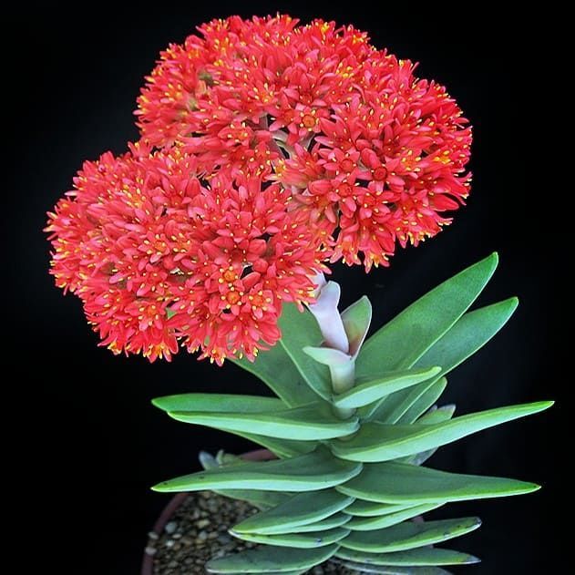 Esqueje de Crassula PERFOLIATA / FALCATA