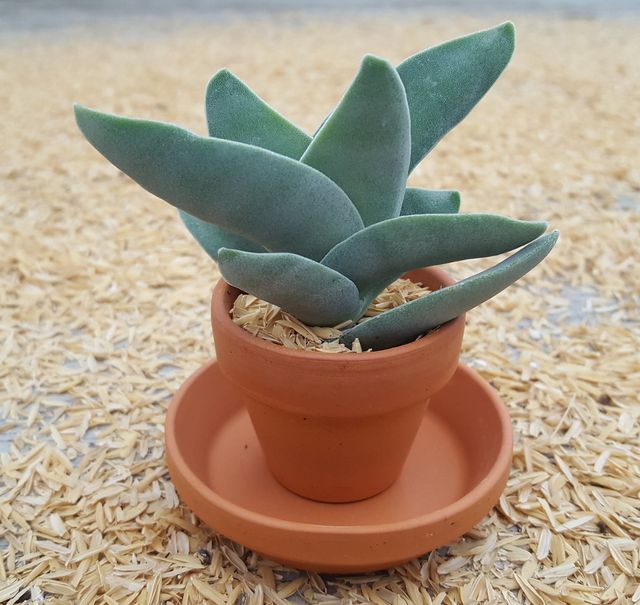 Esqueje de Crassula PERFOLIATA / FALCATA