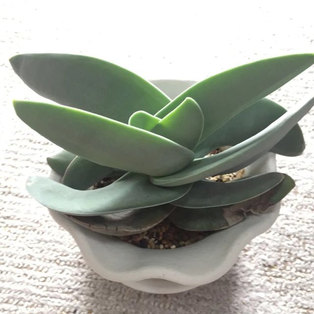 Esqueje de Crassula PERFOLIATA / FALCATA