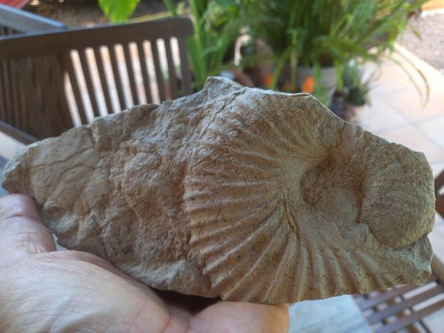 ammonite