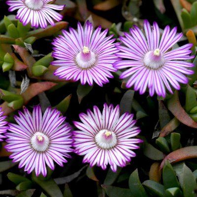 Esqueje de RUSCHIA lineolata (+ en perfil)