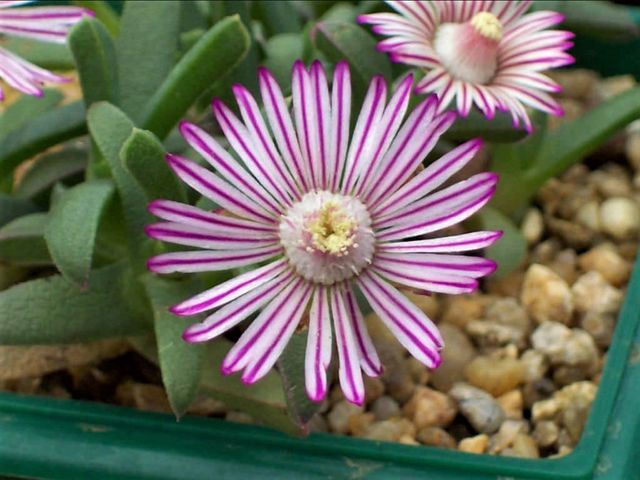 Esqueje de RUSCHIA lineolata (+ en perfil)