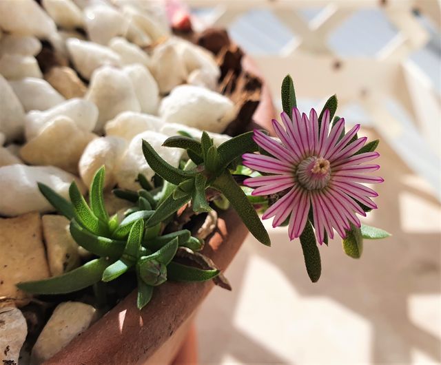 Esqueje de RUSCHIA lineolata (+ en perfil)