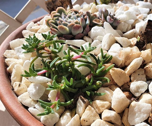 Esqueje de RUSCHIA lineolata (+ en perfil)