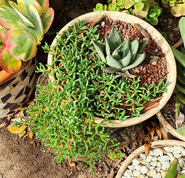 Esqueje de RUSCHIA lineolata (+ en perfil)