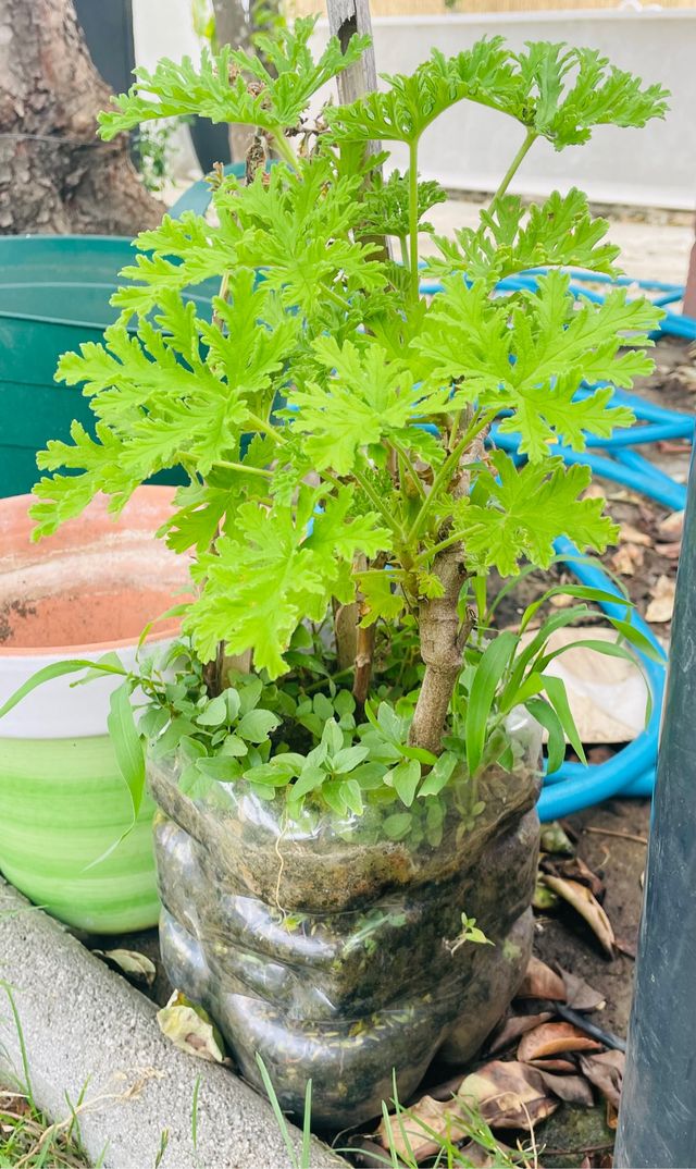 Planta citronela anti mosquitos