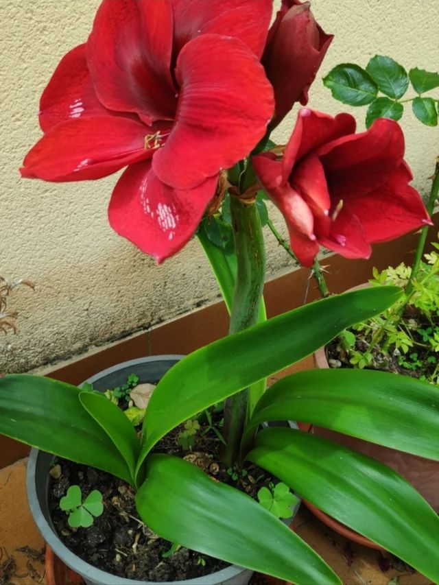 Bulbo de Hippeastrum. Amaryllis