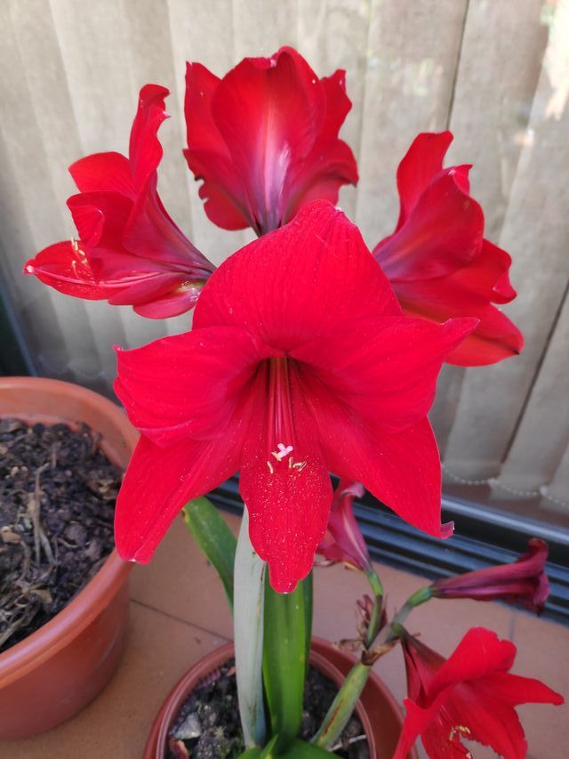 Bulbo de Hippeastrum. Amaryllis