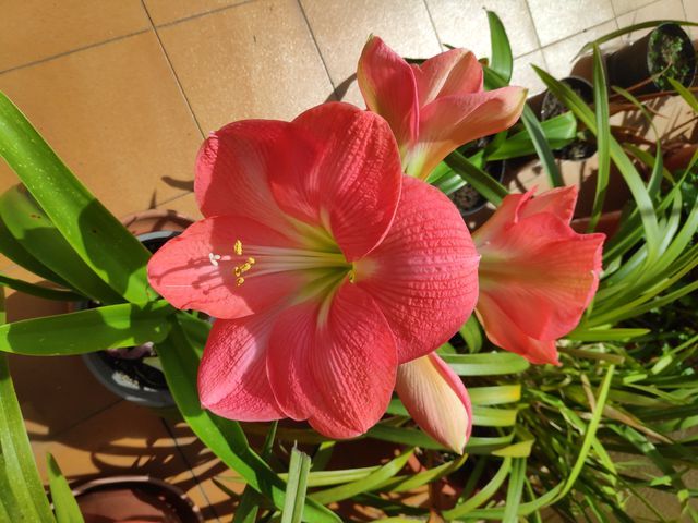 Bulbo de Hippeastrum. Amaryllis